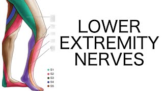 Lower Extremity Nerve Injuries [upl. by Zobkiw]