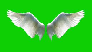 Green Screen Angel Wings 🪽 greenscreen angel wings [upl. by Trudi]