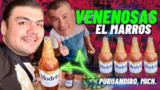 VENENOSAS el MARROS  viral en TikTok así se preparan Puruandiro Mich 🤙🍺 [upl. by Bobbette]