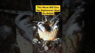 Bobbit Worm Behavior How This Underwater Assassin Hunts factshorts shorts animals [upl. by Herr]