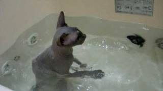 Sphynx kittens bath time [upl. by Carmelita]