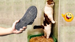 Videos De Risa de Animales 2023  Los Mejores Videos de Gatos Graciosos 6  Cмешные Bидео Kоты [upl. by Longmire404]