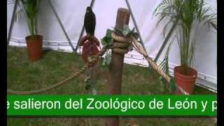 Salen animales del zoológico de León [upl. by Ohaus]