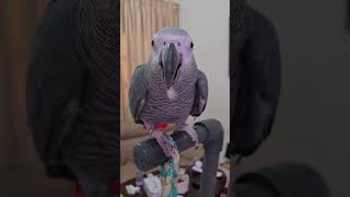 താടി വച്ച ചിക്കൂട്ടൻ😅😅  Malayalam talking parrot  African grey parrot shortsvideo [upl. by Rekyr]