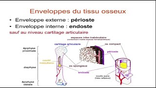 Tissu osseux [upl. by Freeland]