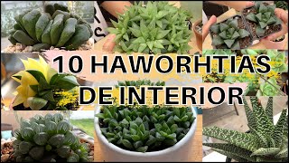 Mi colección de Haworthias cómo las cuido en interior [upl. by Winifred]