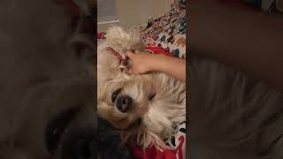 The Art of Dog Scratches Relaxation at Its Fuzziest fluffybliss [upl. by Elmo]