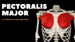 The Pectoralis Major Muscle Origin Insertion and Actions [upl. by Cooke]