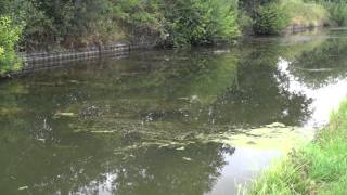 GRAND UNION CANAL UPPER DIXONS GAP AYLESBURY ARM TRING HERTFORDSHIRE [upl. by Melise]