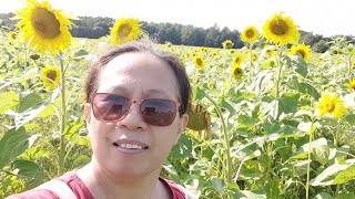 Flower Fields Sunflower Fields  Eleksa Finoy [upl. by Lavern]