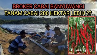 CABAI RATUSAN HEKTAR SIAP TANAM DI BANYUWANGI [upl. by Greenberg]