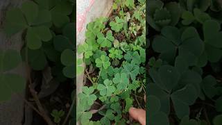 Oxalis plant oxalis science biology plants shorts plantsngardens botany [upl. by Uund]