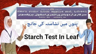 Starch Test In Leaf پتوں میں نشاستہ کی جانچ  Patton Me Nashasta Ki Janch [upl. by Nyrehtak]