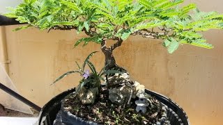 Mimosa Bonsai Tree [upl. by Martica]