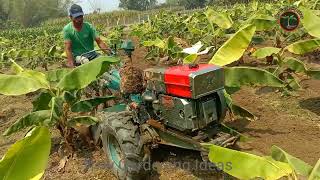 How Millions of Banana Harvested amp Processed  how to grow banana fruit and banana farming [upl. by Llemij]