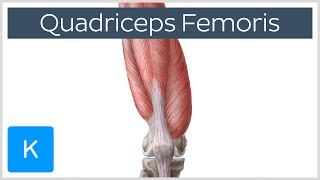 Quadriceps Femoris Muscle  Origin Insertion and Function  Human Anatomy  Kenhub [upl. by Noivad767]