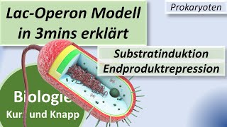 LacOperon Modell  Substratinduktion  Endproduktrepression Tryptophan Genregulation Prokaryoten [upl. by Marius]