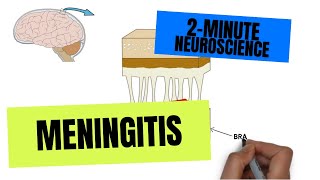 2Minute Neuroscience Meningitis [upl. by Valma]