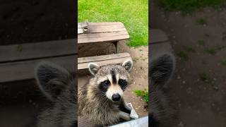 Raccoon Steals Squirrel Snack Time [upl. by Krischer]