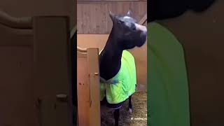 I to są konie 😝 fypシ゚viral horsing fans equestrian horsy edit horseing horseriding [upl. by Ahsienot132]