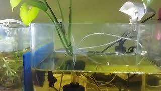 Betta tank setup [upl. by King784]