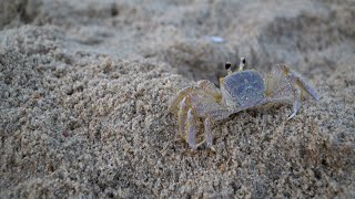 OBX Beach Report  81224  Outer Banks This Week [upl. by Rianon]