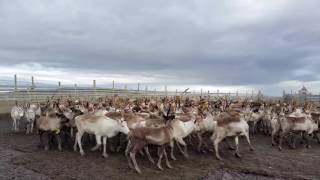 Reinflokk i reingjerdet på Nordkyn  Lyden av reinsdyr [upl. by Llevra99]