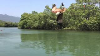 A test of Brahminy kite and black kites hunting skills [upl. by Varden]