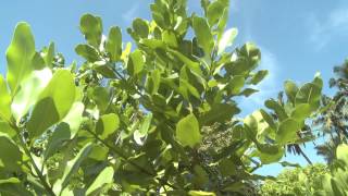 Takamaka Tree calophylum inophyllum [upl. by Nicolai]