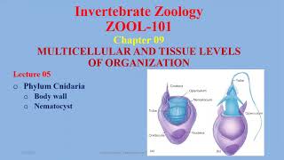 Phylum Cnidaria Characters Nematocyst amp Alternation of Generation Cnidaria Coelenterates [upl. by Ytte]