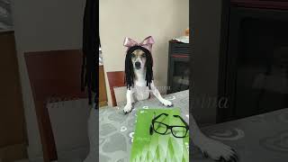 La professoressa calabrese😂 merybijouesciarpina scuola jackrussell comedy pintus calabrese [upl. by Richlad972]