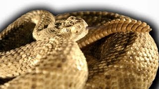 Slow Motion Rattlesnake  Slo Mo  BBC Earth Explore [upl. by Aynatan]