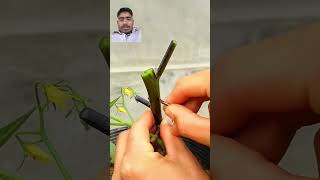 Boost tomato yield with brinjal grafting hack fast simple gardening tomatoflavour gardentomato [upl. by Audrie44]