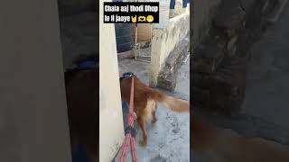 Chala aaj thodi Dhup le li jaaye🤘🫶😁 doglover goldenretreivers funny pets sunset ytshorts [upl. by Azyl]