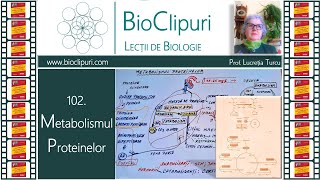 102 Metabolismul proteinelor Barrons [upl. by Iahcedrom]