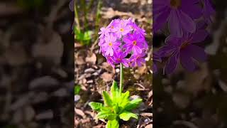 Primula Denticulata Violet Flowers flowers primula violetflowers [upl. by Lainad]