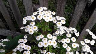 Feverfew herb in Hindi [upl. by Karna674]