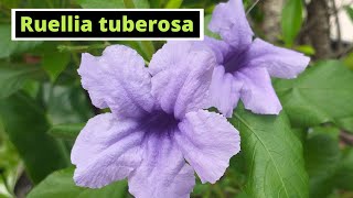 Ruellia tuberosa [upl. by Rabbaj]