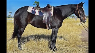 AUSTRALIAN RIDING amp TACK [upl. by Angy219]