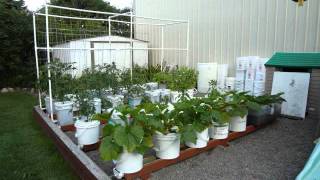 Sherri Steiner and her Self Watering Rain Gutter Grow System [upl. by Richara]