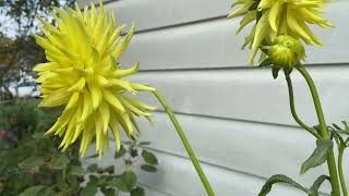 Dahlias  Survived 2 mild morning frost in zone 6a 🇺🇸 [upl. by Yrrum60]