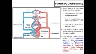 The Basics of Pulmonary Circulation [upl. by Lisetta576]