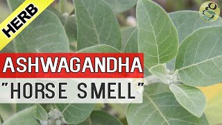 ASHWAGANDHA PLANT care and Health Benefits  Uses of AshwaGandha in Ayurvedic Medicine [upl. by Nycila559]