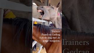 Jonge paarden trainen samen met de collega’s van Trainers Paard en Gedrag [upl. by Hoye146]