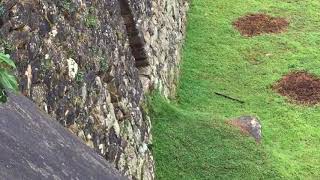 Viscacha Chinchilla visits Machu Picchu [upl. by Nylirrehs]