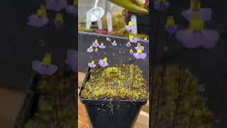 Shorts Utricularia Bisquamata CV Bettys Bay [upl. by Aelyk]