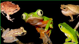 2 Frogs vocalizing compilation The last one is gorgeous frogsounds [upl. by Sucramad939]