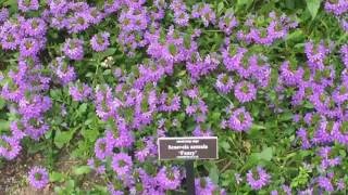 Mealycup Sage Scaevola Aemula Fancy Goodeniaceae [upl. by Ahseal]