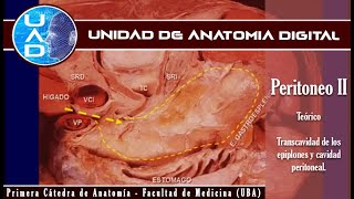 Peritoneo II cavidad peritoneal Y transcavidad  UAD  Primera cátedra de Anatomía  FMed  UBA [upl. by Assirim315]