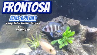 Small frontosa fish kira2 jenis apa ya🤔 [upl. by Kenwee]